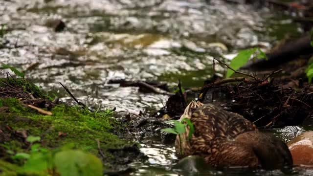 Duck Family On Creek: Stock Video