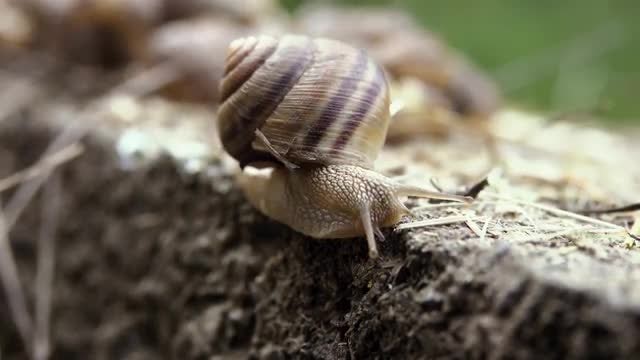 Snail Crawling On Concrete: Stock Video