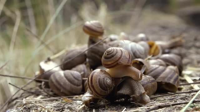Many Snails Close Up: Stock Video