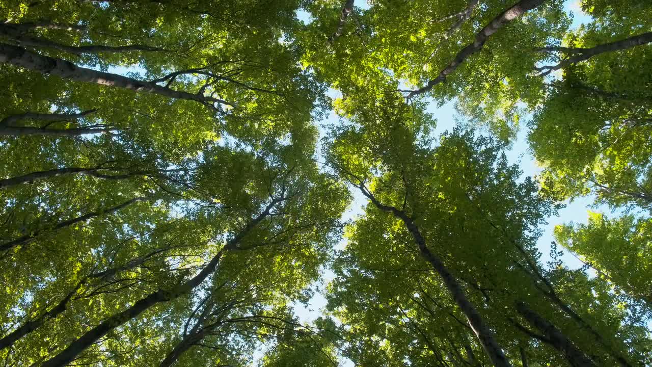 Looking Up At Trees - Stock Video | Motion Array