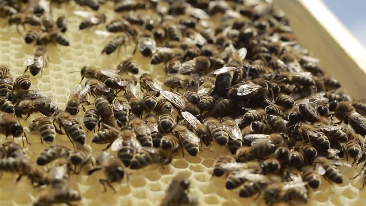 Bees On A Honeycomb - Stock Video | Motion Array