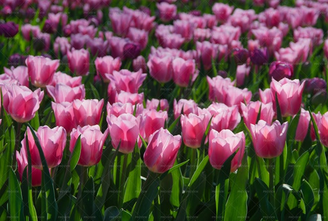 Pink Tulips - Stock Photos | Motion Array