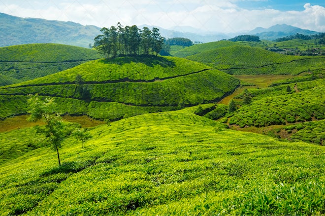 Tea Plantations, India - Stock Photos | Motion Array