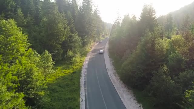 Forest Road Aerial: Stock Video