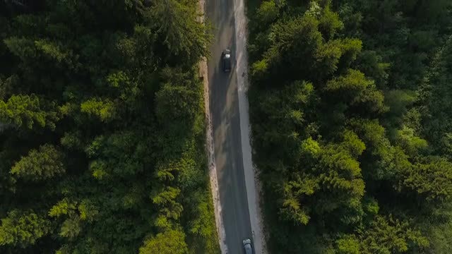 Road In A Forest: Stock Video