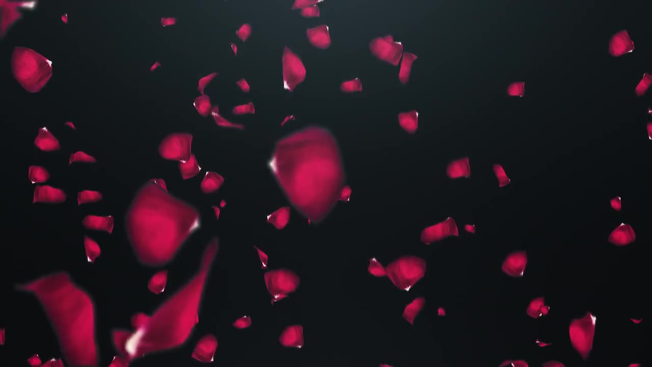 Falling Rose Petals Stock Motion Graphics Motion Array