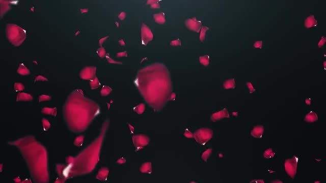 Falling Rose Petals: Stock Motion Graphics