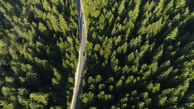 Road In Forest Landscape: Stock Video