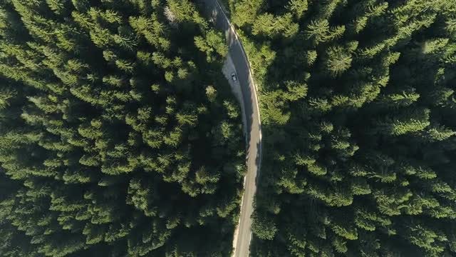 Driving Through Forest: Stock Video