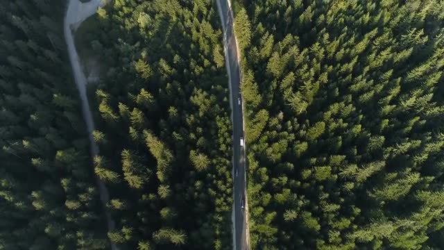 Forest Road: Stock Video