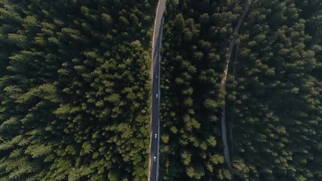 Forest Road Aerial: Stock Video