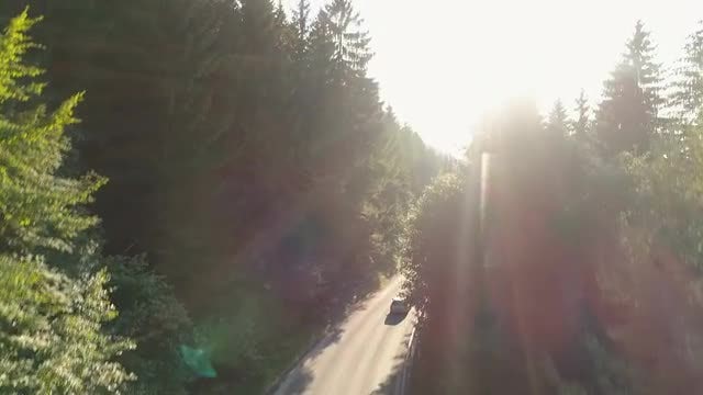 Sunlight Over Forest Road: Stock Video