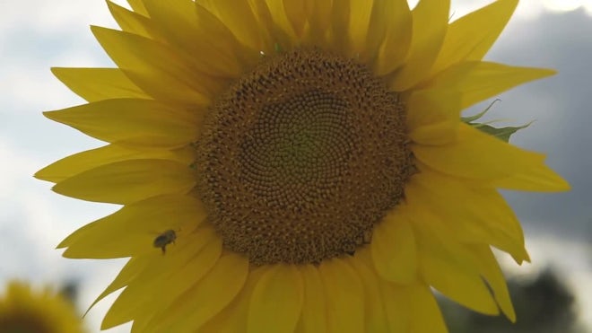Bees Pollinate A Sunflower Stock Video Motion Array