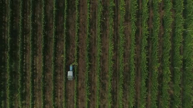 Tractor In Vineyard Top View: Stock Video