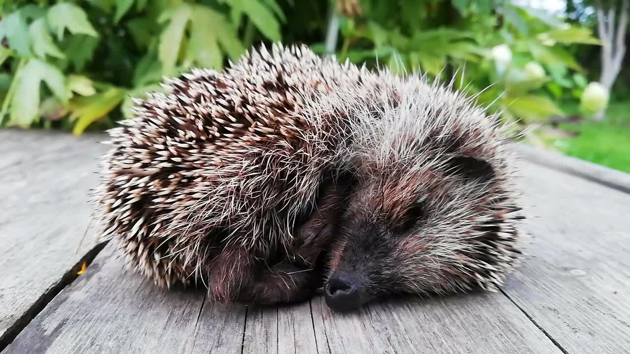 Sleeping Hedgehog Stock Video Motion Array