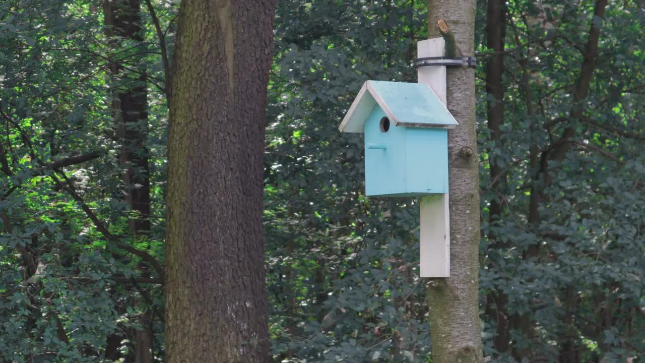 Birdhouse In The Forest Stock Video Motion Array