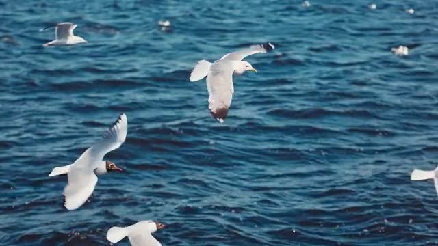 Seagulls Close-Up: Stock Video
