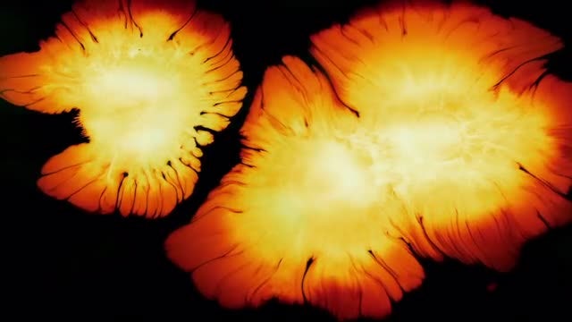 Orange Ink Splats: Stock Video
