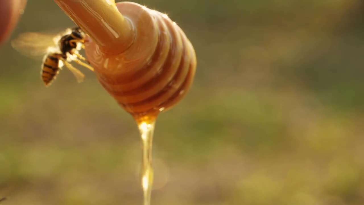 Bee On Honey Dipper Stock Video Motion Array