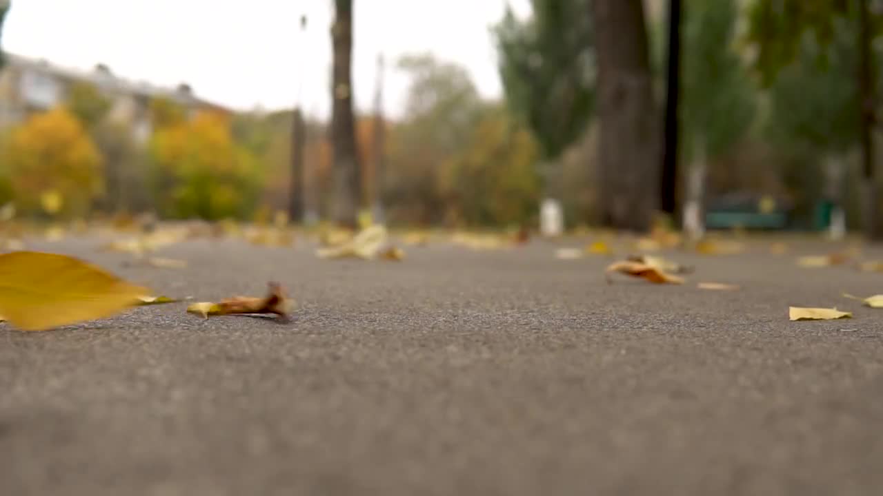 Wind In Autumn Stock Video Motion Array