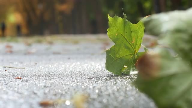 Fallen Leaves: Stock Video