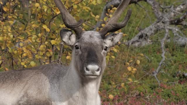 Reindeer: Stock Video