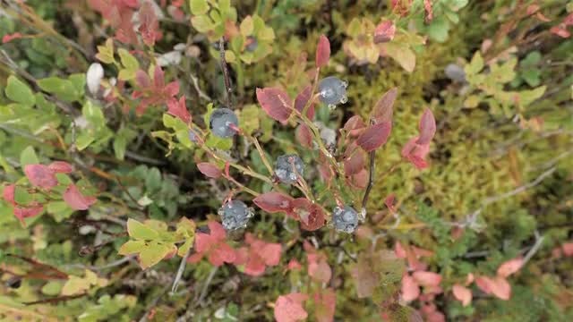 Wild Blueberry Top Down: Stock Video
