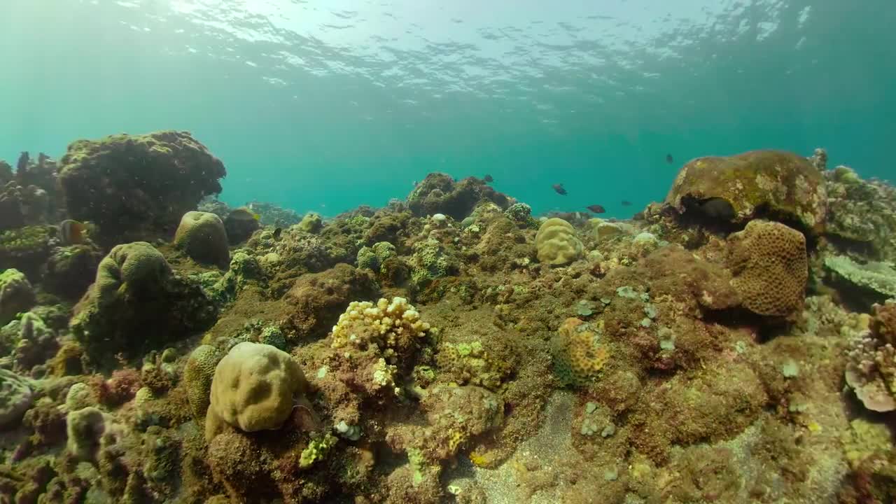 Coral Reef Panorama - Stock Video | Motion Array