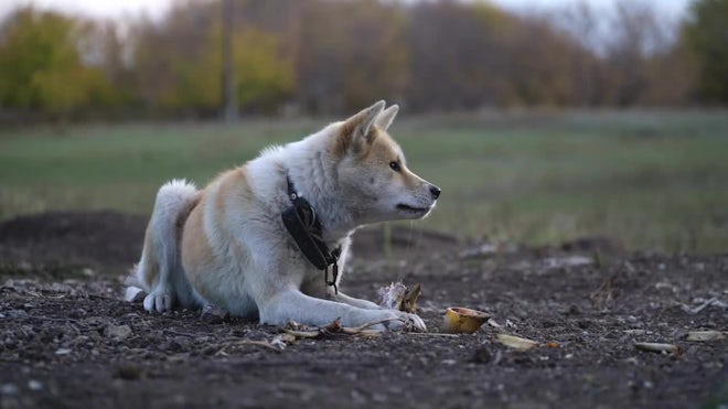 what does akita eat