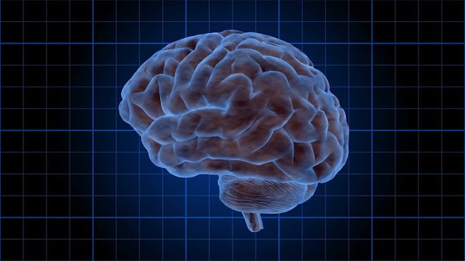 Human Brain Loop - Stock Motion Graphics | Motion Array