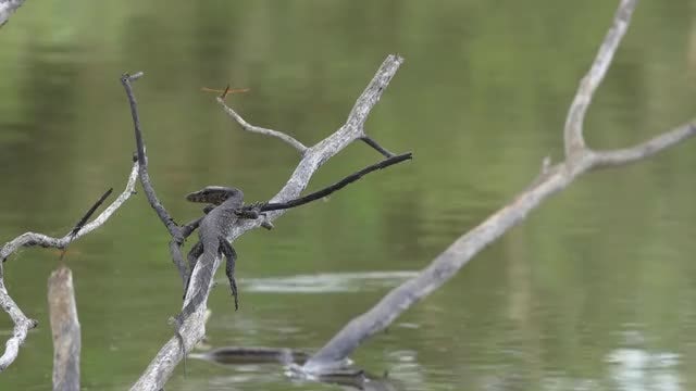 Monitor Lizard: Stock Video