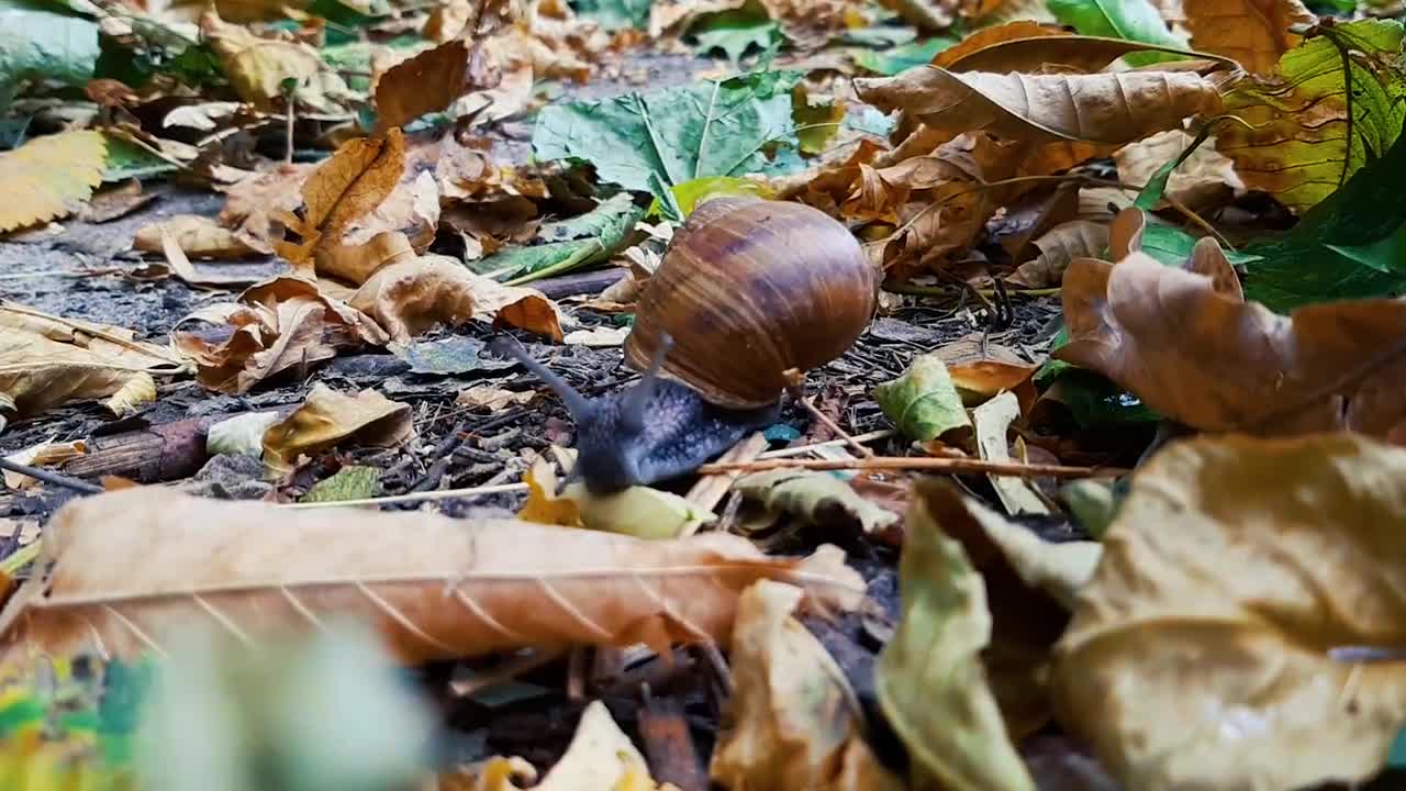 Snail TimeLapse Stock Video Motion Array