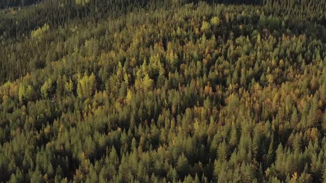 Autumn: Stock Video