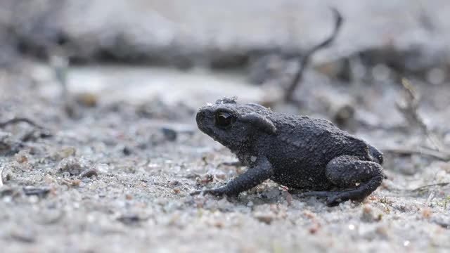 Baby Toad: Stock Video