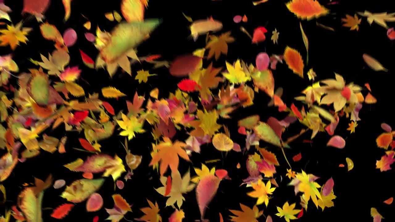 Autumn Leaves Animation - Stock Motion Graphics | Motion Array