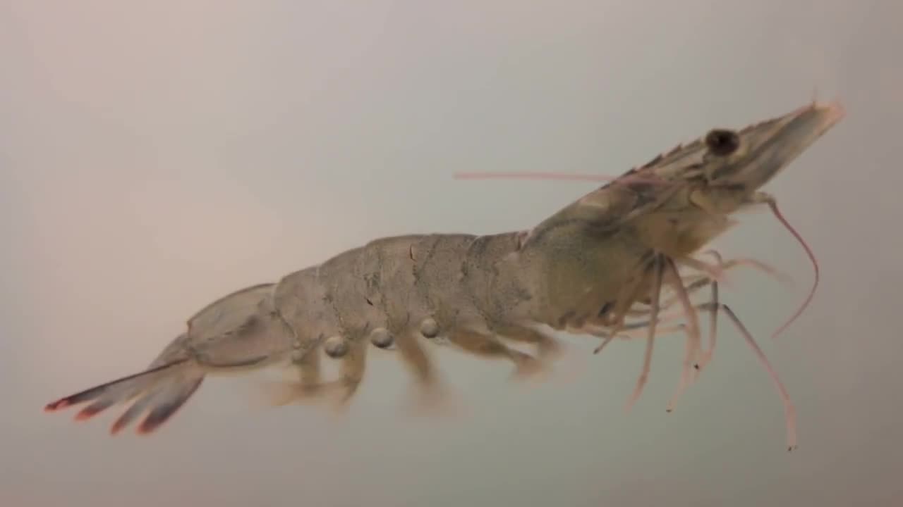 Swimming Shrimp - Stock Video | Motion Array