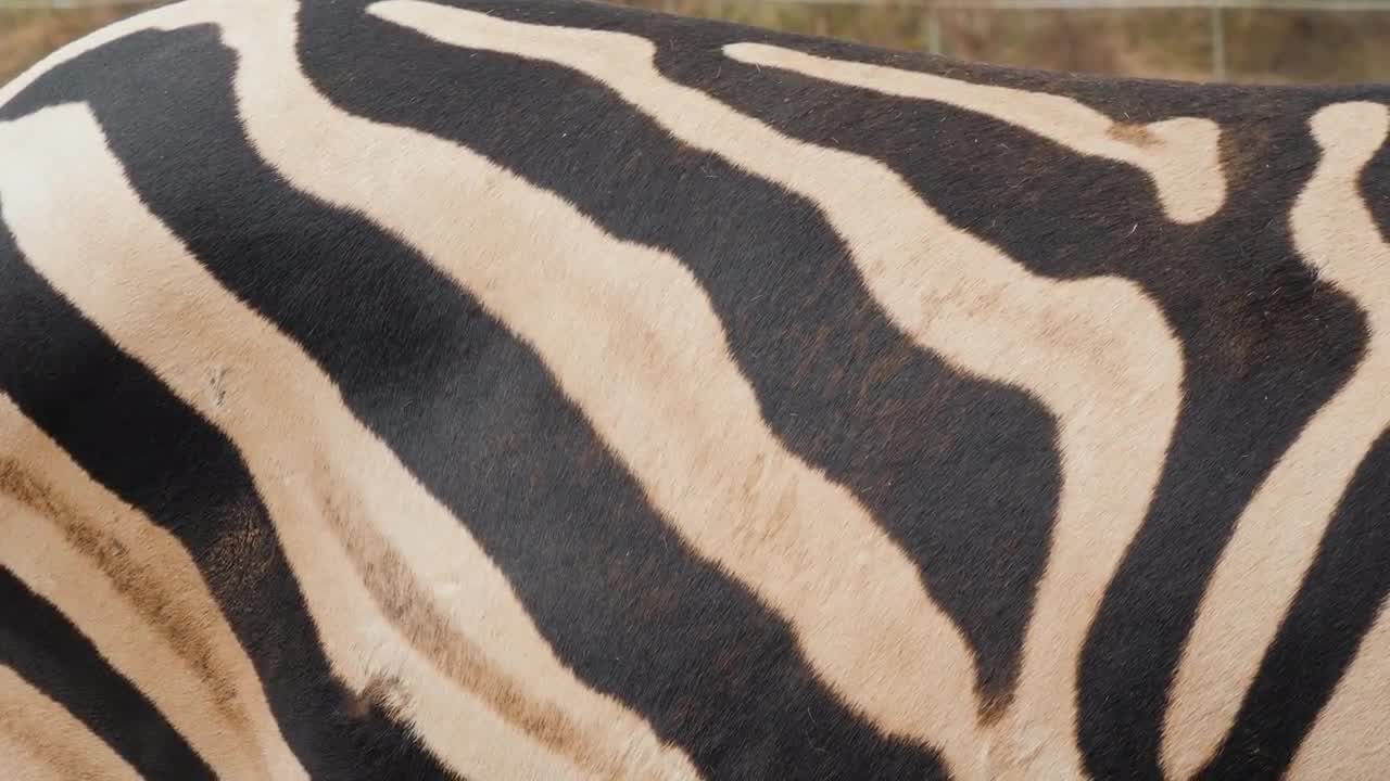 Zebra Skin Stock Video Motion Array