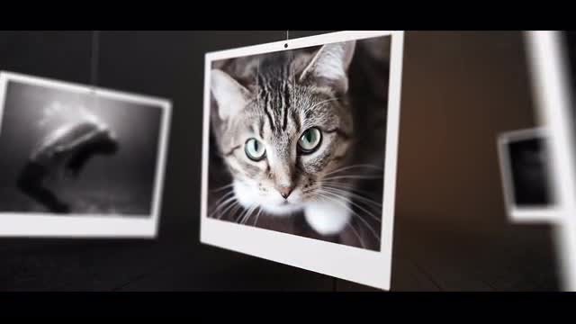 Poly Slides: After Effects Templates