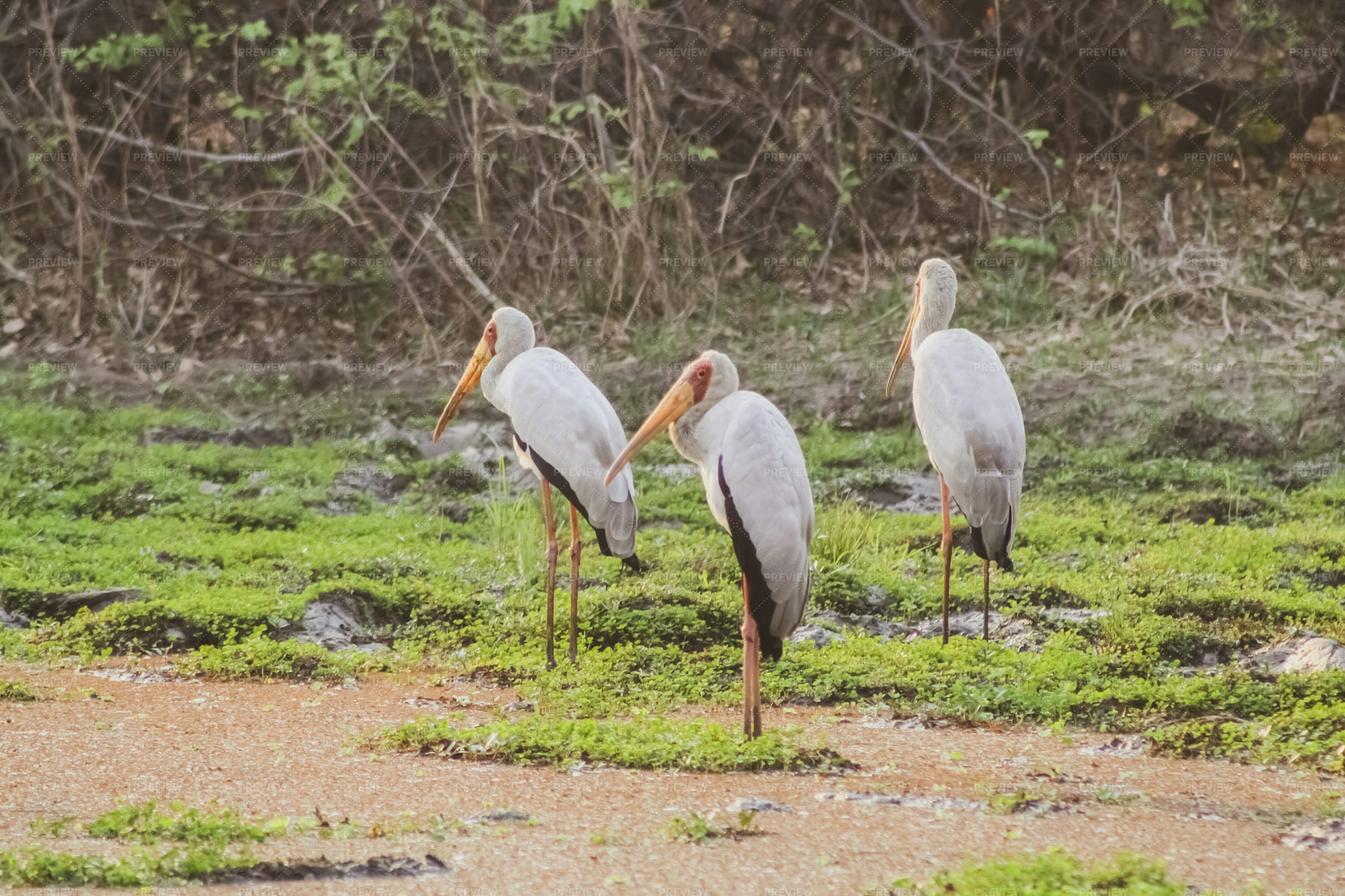 three-large-birds-in-zambia-stock-photos-motion-array