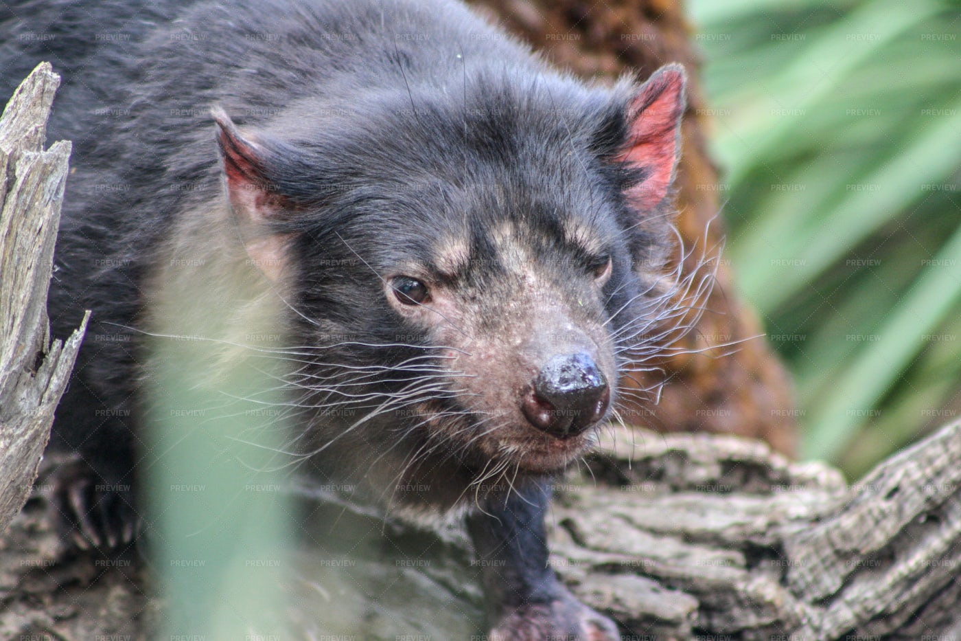 Tasmanian Devil: Stock Photos