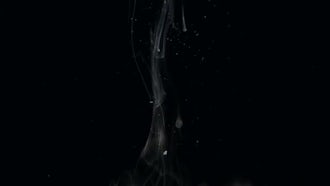 Ink Drops In Water: Stock Video