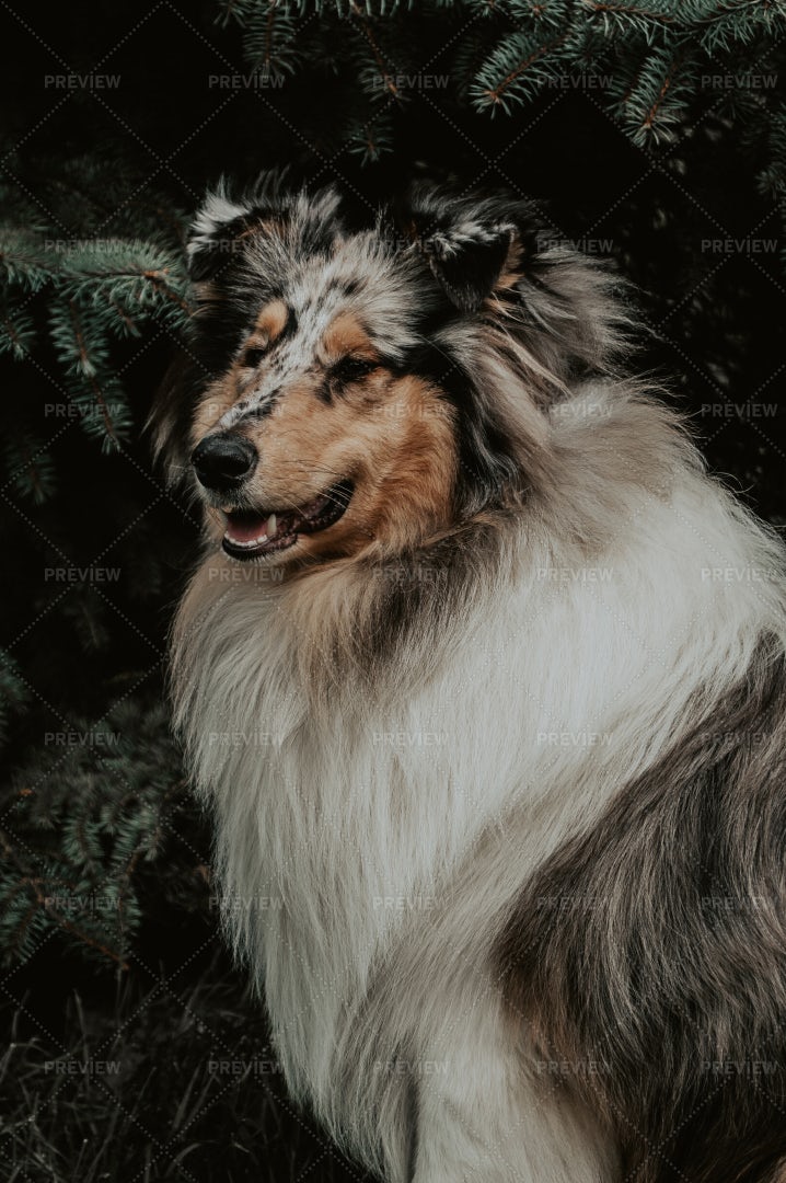 Collie Dog Breed: Stock Photos