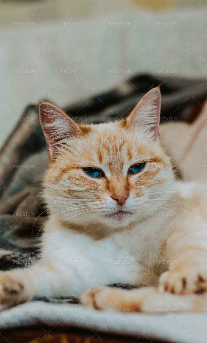 Orange Cat With Blue Eyes Stock Photos Motion Array