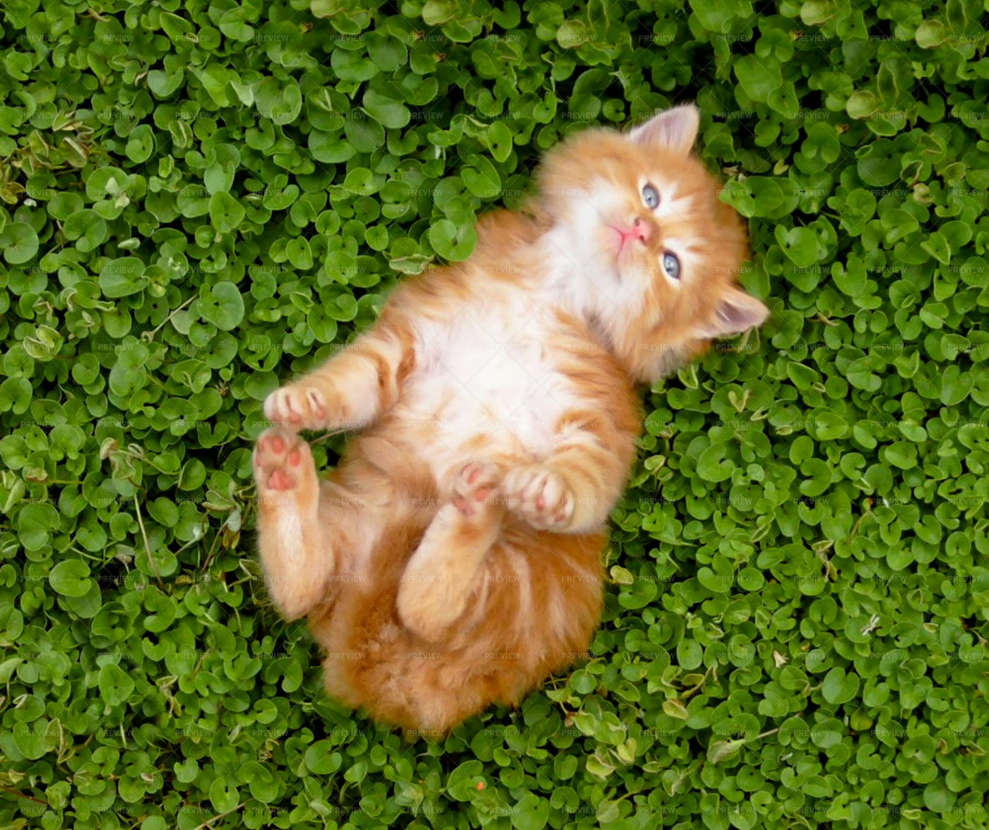 Kitten On The Greenery: Stock Photos