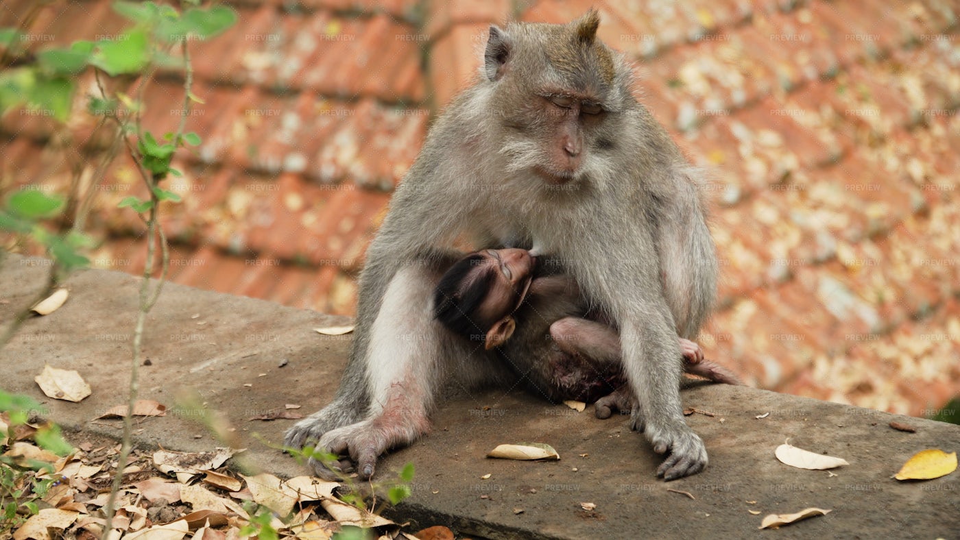 Macaque Mother Feeds Baby: Stock Photos