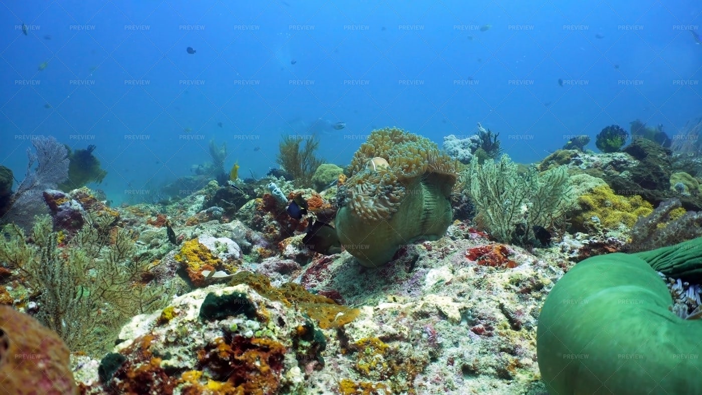 Coral Reef And Tropical Fish: Stock Photos