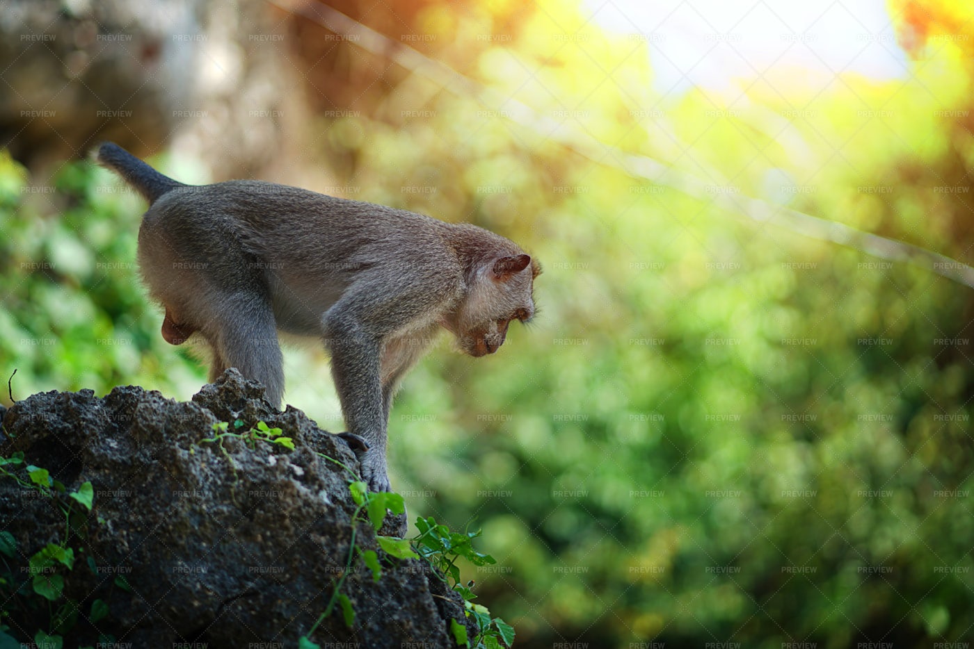 Monkey Prepares To Jump: Stock Photos
