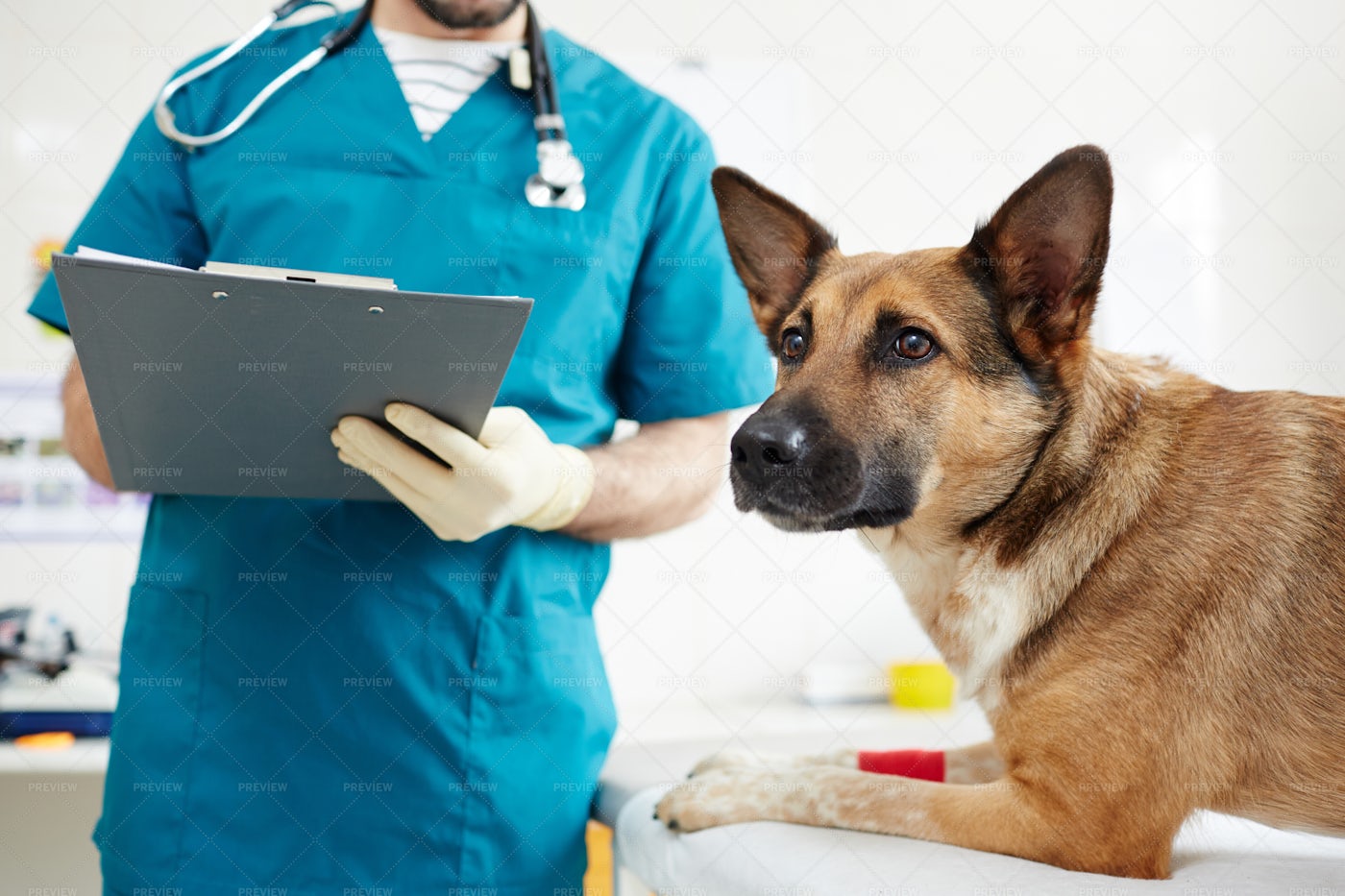Dog On Medical Appointment: Stock Photos