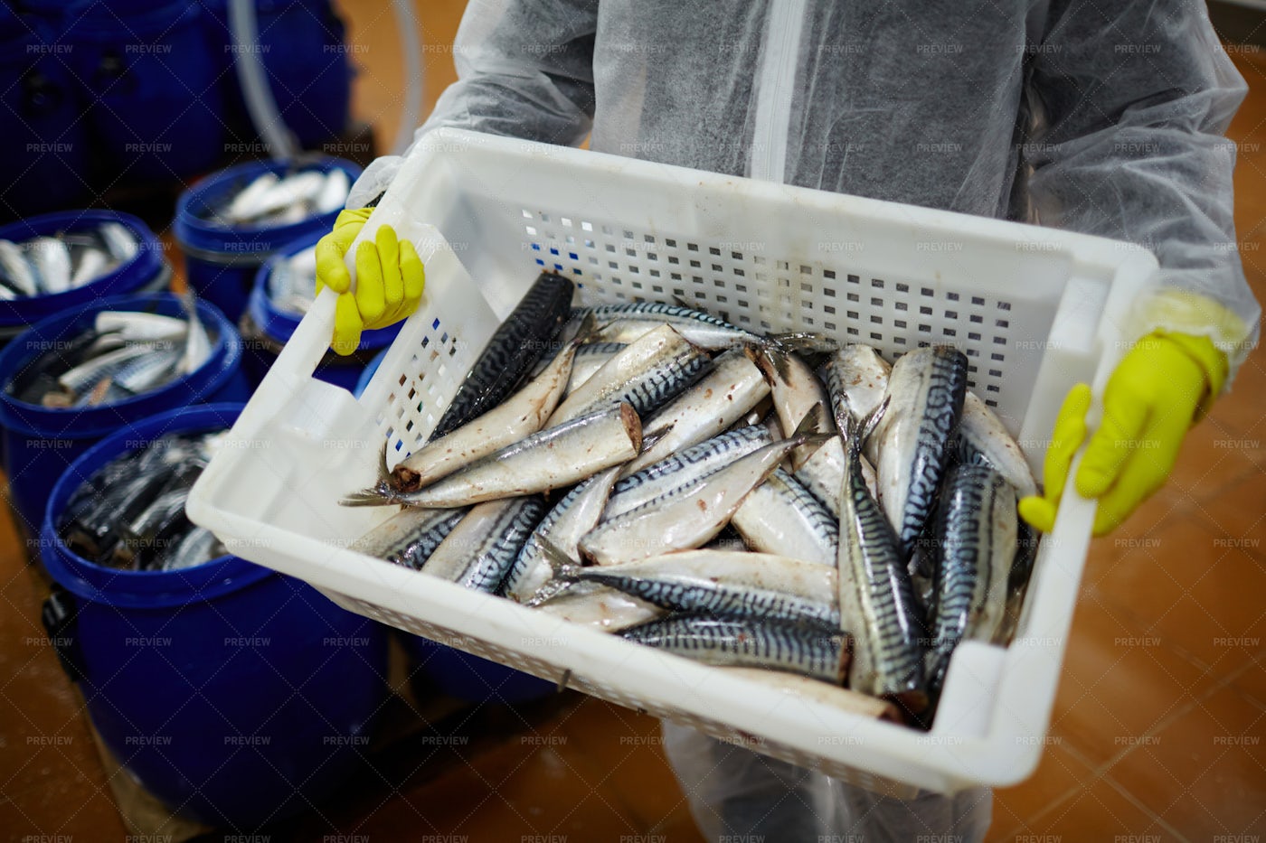 Best Sardines: Stock Photos
