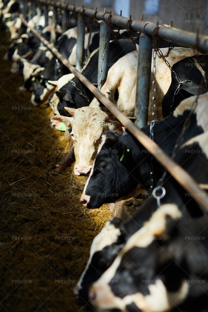 Cows In Sunlight: Stock Photos
